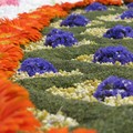 Corpus Christi 2018 - Festival dei tappeti di fiori